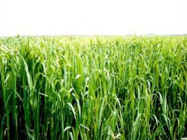 牧草種子——湖南稷子特性以及栽培技術 牧草種子——湖南稷子特性以及栽培技術