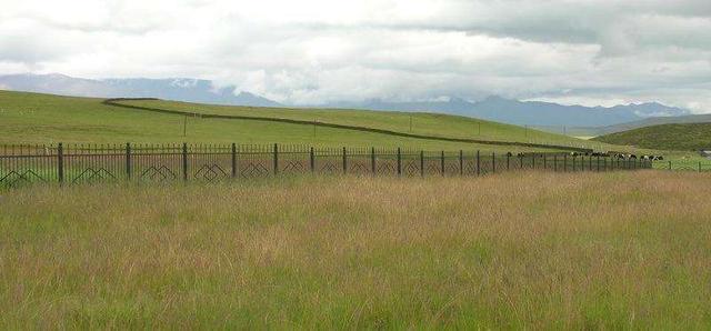 優(yōu)質(zhì)牧草——披堿草,具有不同的經(jīng)濟(jì)價(jià)值 優(yōu)質(zhì)牧草——披堿草,具有不同的經(jīng)濟(jì)價(jià)值