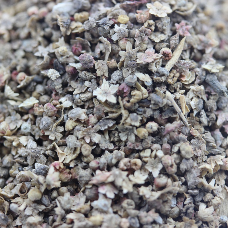 紅色地膚 紅色地膚