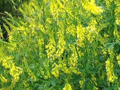 草木犀種植方法及特點介紹,什么時候種植比較好 草木犀種植方法及特點介紹,什么時候種植比較好