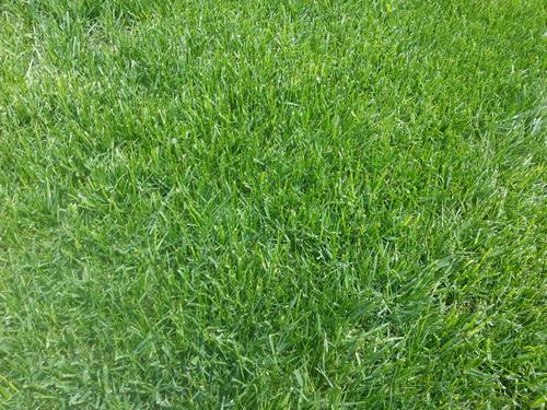 要想小米草種的好,要學會種植的技巧與方法 要想小米草種的好,要學會種植的技巧與方法