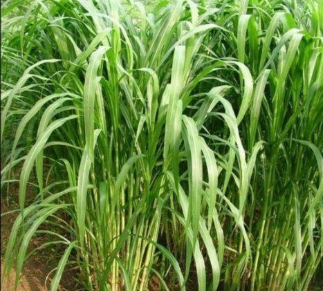 有一種草叫墨西哥玉米草,最適合農村養殖戶種植 有一種草叫墨西哥玉米草,最適合農村養殖戶種植