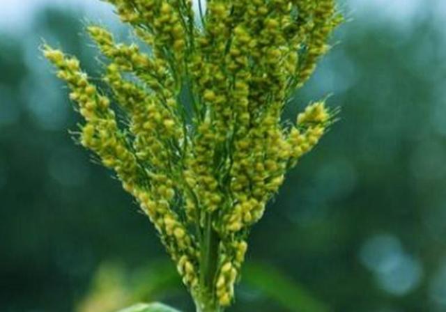 甜高梁種植技巧是什么,如何產量高 甜高梁種植技巧是什么,如何產量高