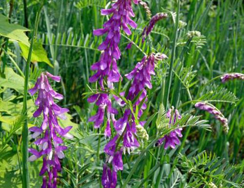 毛苕子的種植技術介紹以及播種時間 毛苕子的種植技術介紹以及播種時間