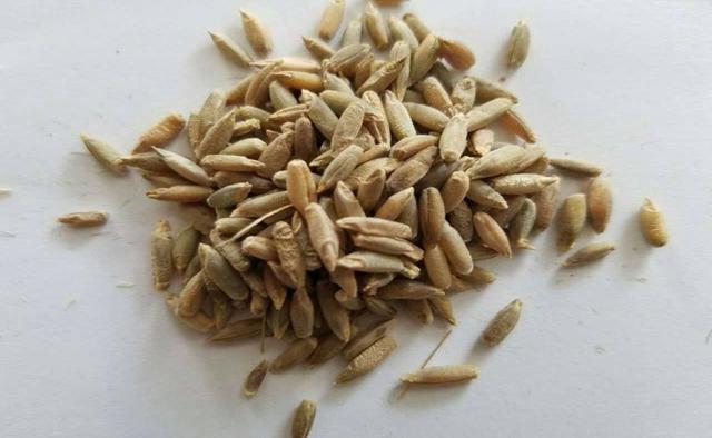 優質高產牧草,冬牧70黑麥草種植時間 優質高產牧草,冬牧70黑麥草種植時間