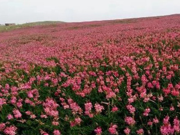 牧草皇后“紅豆草”主要價(jià)值與應(yīng)用 牧草皇后“紅豆草”主要價(jià)值與應(yīng)用