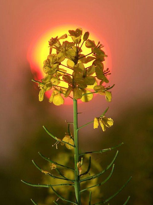 油菜籽的種植方法有哪些,有什么需要注意的? 油菜籽的種植方法有哪些,有什么需要注意的?