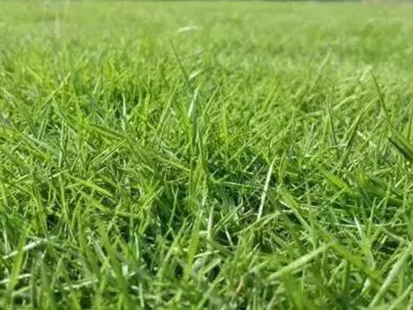 不同氣候地區(qū)怎么選擇綠化草種?有什么好的方法? 不同氣候地區(qū)怎么選擇綠化草種?有什么好的方法?