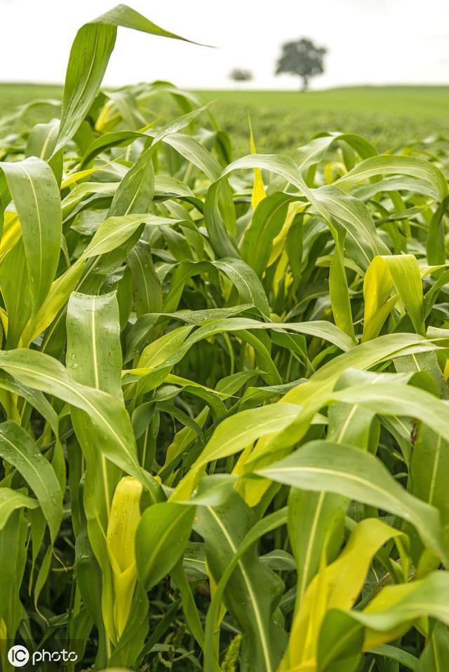 牛羊愛吃的蘇丹草,獲得高產(chǎn)量牧草需要這樣種植 牛羊愛吃的蘇丹草,獲得高產(chǎn)量牧草需要這樣種植