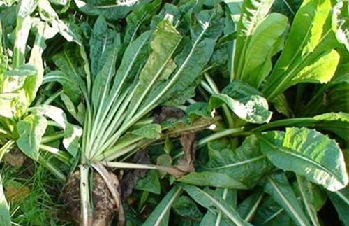優(yōu)質(zhì)牧草推薦---菊苣基本介紹