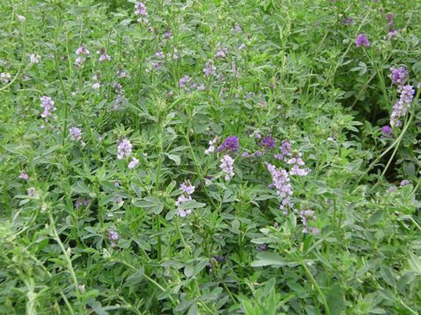 種植牧草需要注意的地方有很多，需要注意什么？