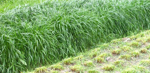 優(yōu)質(zhì)牧草——高丹草,種植高丹草種子如何高產(chǎn)? 優(yōu)質(zhì)牧草——高丹草,種植高丹草種子如何高產(chǎn)?