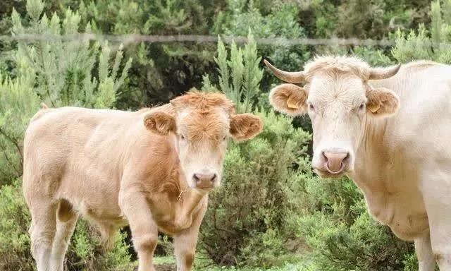 種植皇竹草養牛,需要了解一些什么 種植皇竹草養牛,需要了解一些什么