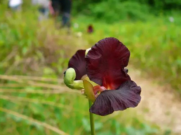 豆科植物——大翼豆栽培管理以及價值與利用 豆科植物——大翼豆栽培管理以及價值與利用