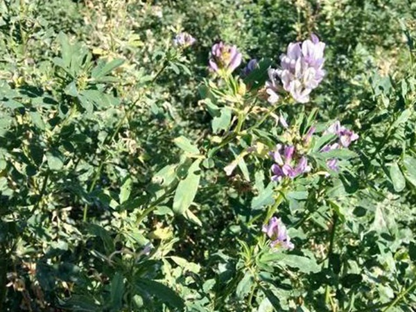 養羊牧草紫花苜蓿種植技術:怎么做可以高產量 養羊牧草紫花苜蓿種植技術:怎么做可以高產量