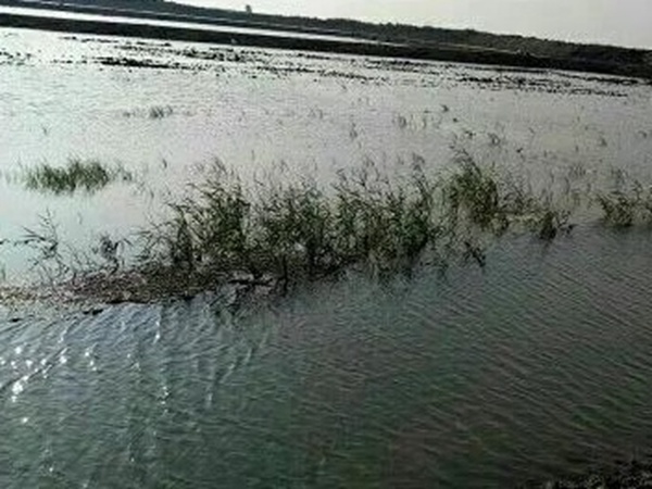 小米草種植方案需要哪幾個步驟 小米草種植方案需要哪幾個步驟