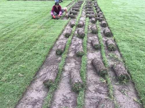 綠化草坪種類(lèi)圖片，不同的草坪用途和功能都有所差別