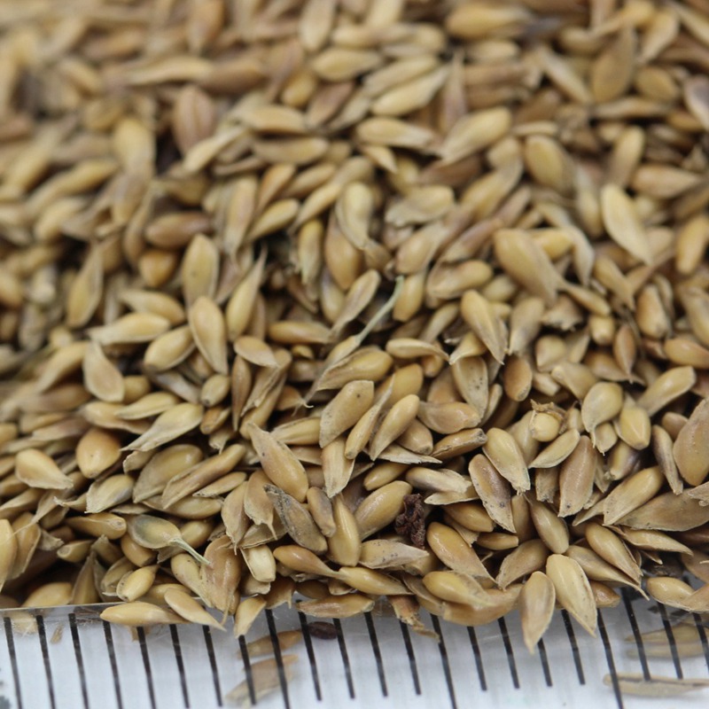 草坪種子日本結縷草的生態特性