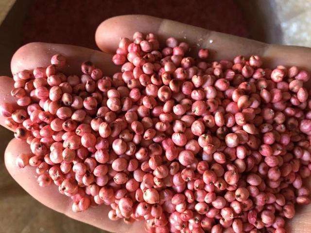 優(yōu)質(zhì)牧草——高丹草,種植高丹草種子如何高產(chǎn)? 優(yōu)質(zhì)牧草——高丹草,種植高丹草種子如何高產(chǎn)?