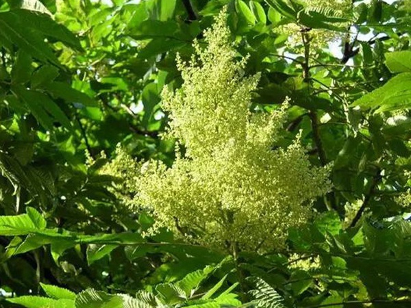 鹽膚木的種植栽培技術(shù)以及田間管理方法 鹽膚木的種植栽培技術(shù)以及田間管理方法