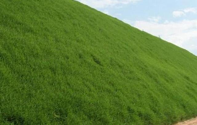 草坪種植養(yǎng)護(hù)技術(shù) 以及種植方法 草坪種植養(yǎng)護(hù)技術(shù) 以及種植方法