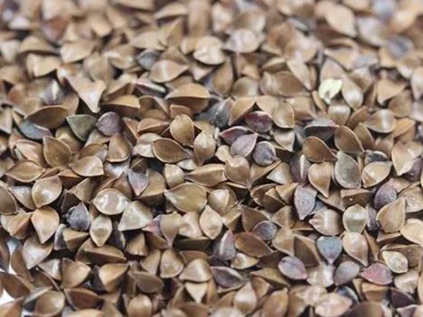 新品種牧草種子——魯梅克斯種子的播種方法 新品種牧草種子——魯梅克斯種子的播種方法