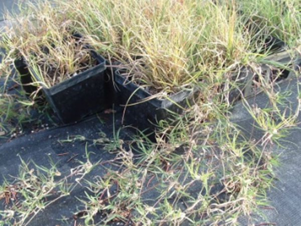 野牛草草坪建植特點以及介紹 野牛草草坪建植特點以及介紹
