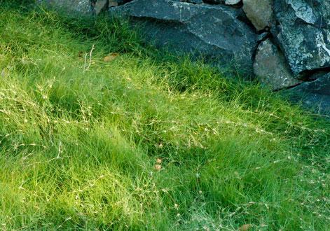 野牛草優(yōu)點(diǎn)優(yōu)勢(shì)有哪些,野牛草有著非常不錯(cuò)的經(jīng)濟(jì)價(jià)值 野牛草優(yōu)點(diǎn)優(yōu)勢(shì)有哪些,野牛草有著非常不錯(cuò)的經(jīng)濟(jì)價(jià)值