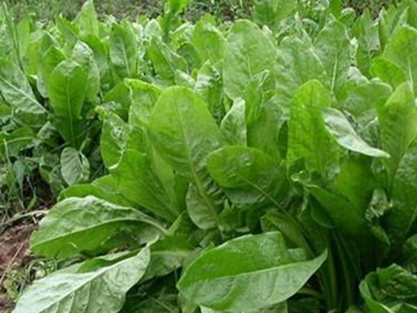 養(yǎng)殖用牧草種子播種量和播種技術是什么 養(yǎng)殖用牧草種子播種量和播種技術是什么