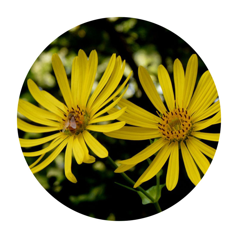 串葉松香草 串葉松香草