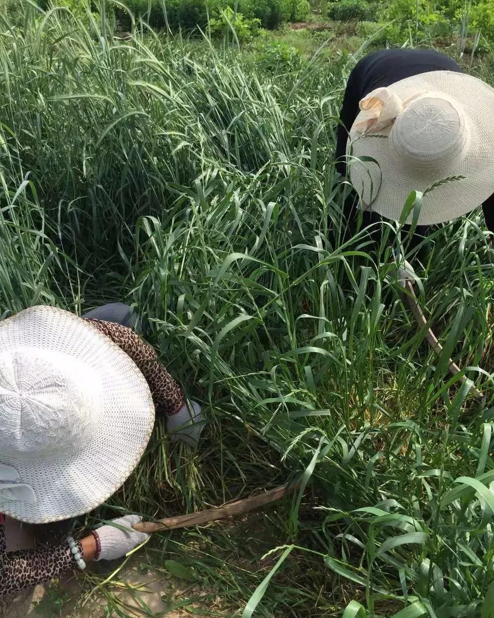 綠肥-黑麥草牧草種子【一年生黑麥草、冬牧-70】 綠肥-黑麥草牧草種子【一年生黑麥草、冬牧-70】