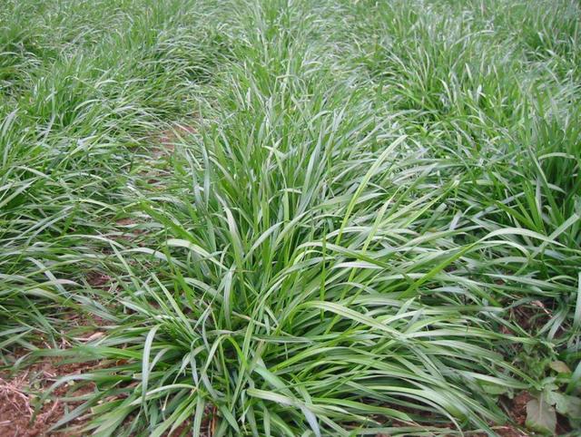 一次種植,多次收益的優(yōu)質(zhì)牧草——多年生黑麥草 一次種植,多次收益的優(yōu)質(zhì)牧草——多年生黑麥草