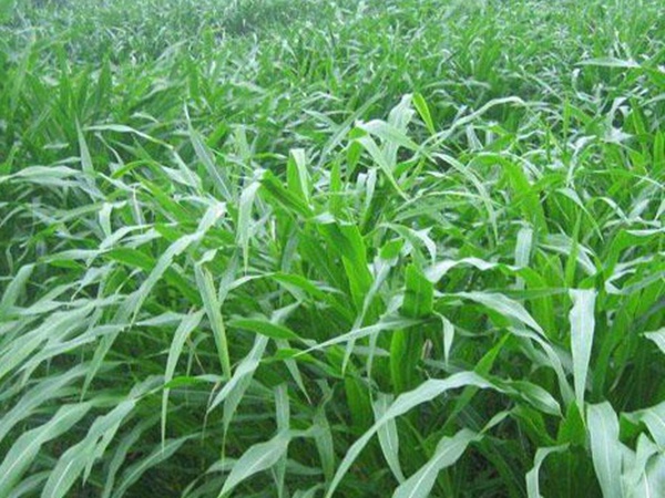 墨西哥玉米草種子哪家公司有賣？育苗方法是什么？