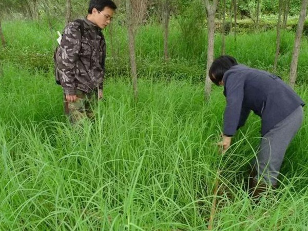 不同氣候地區(qū)怎么選擇綠化草種?有什么好的方法? 不同氣候地區(qū)怎么選擇綠化草種?有什么好的方法?
