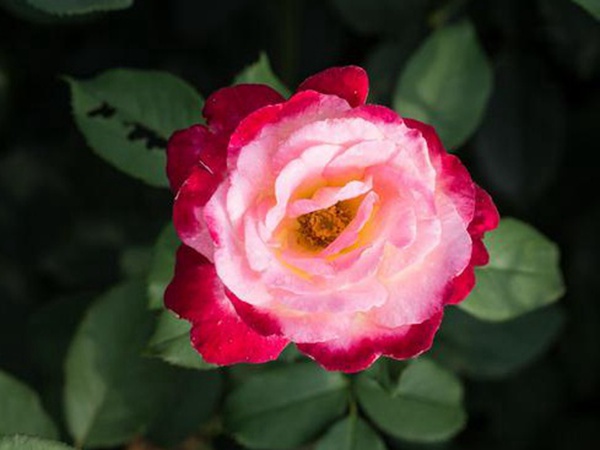 串葉松香飼用價值及方法以及播種技術(shù) 串葉松香飼用價值及方法以及播種技術(shù)