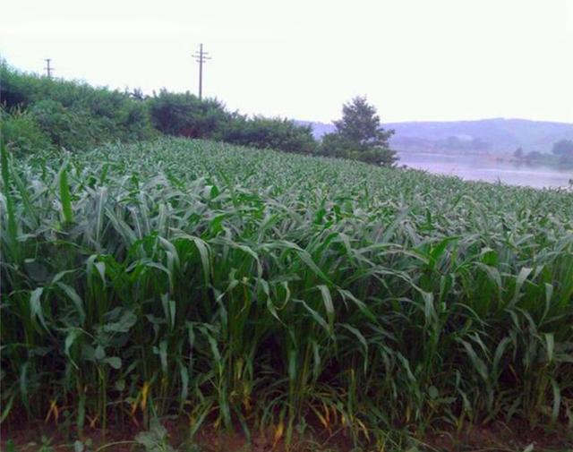 暖季型牧草,蘇丹草種植簡單介紹 暖季型牧草,蘇丹草種植簡單介紹