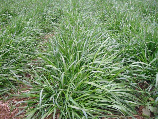 優質高產牧草,冬牧70黑麥草種植時間 優質高產牧草,冬牧70黑麥草種植時間