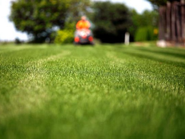 草坪生活中有很多,草坪的種類有哪些? 草坪生活中有很多,草坪的種類有哪些?