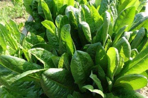 菊苣草可以養(yǎng)殖雞鴨鵝豬魚，是多年生的嗎