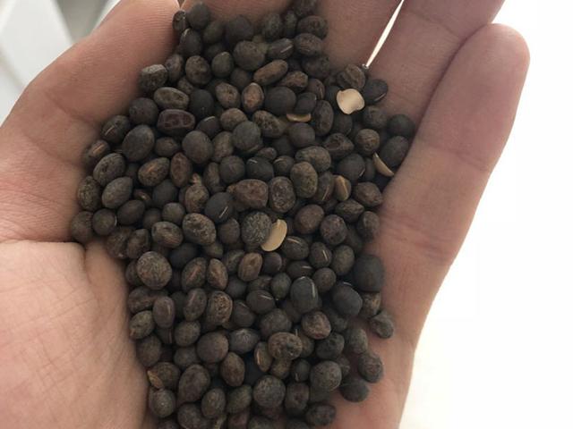 毛苕子的種植技術介紹以及播種時間 毛苕子的種植技術介紹以及播種時間