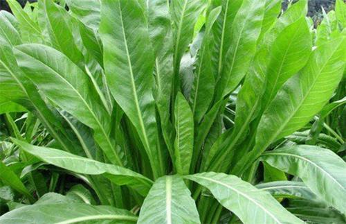 優(yōu)質(zhì)牧草推薦---菊苣基本介紹