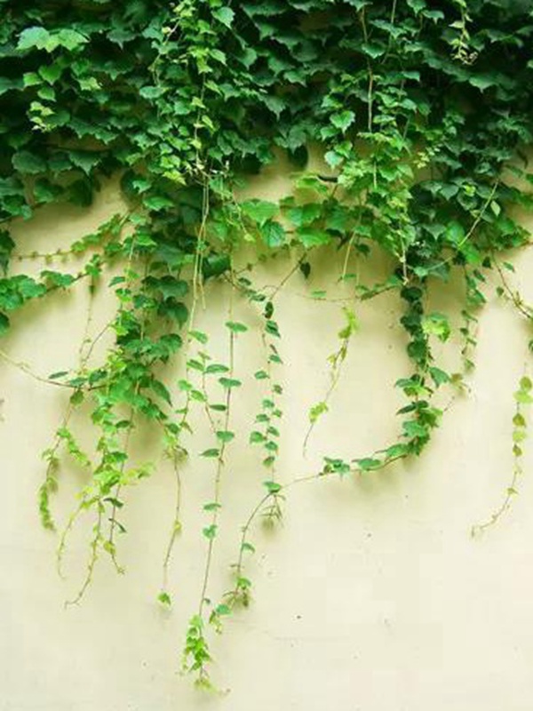 爬山虎種植方法與播種前應(yīng)該如何準(zhǔn)備 爬山虎種植方法與播種前應(yīng)該如何準(zhǔn)備