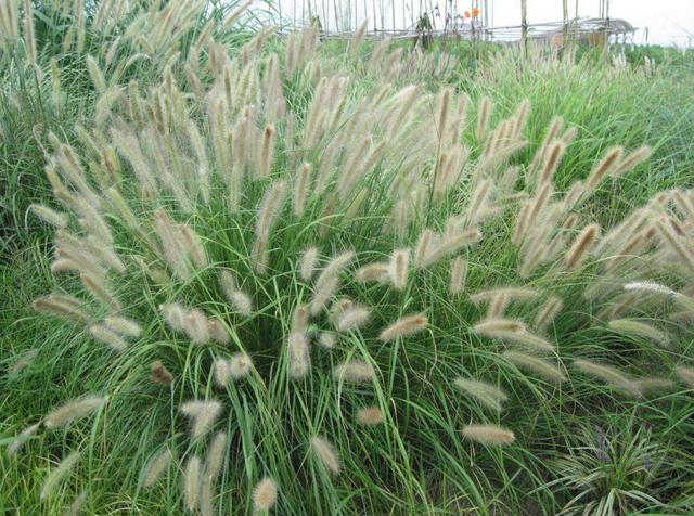 狼尾草種植技術是什么，有什么需要注意的