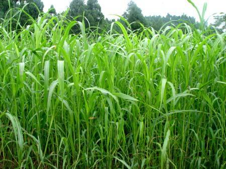 優(yōu)質(zhì)的牧草——蘇丹草,怎么種植可以高產(chǎn) 優(yōu)質(zhì)的牧草——蘇丹草,怎么種植可以高產(chǎn)