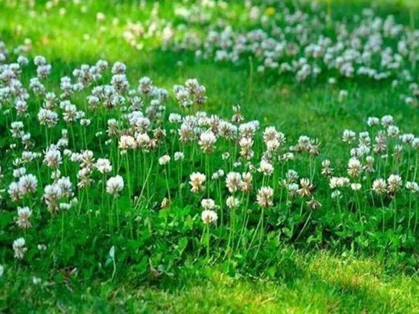 不同氣候地區(qū)怎么選擇綠化草種?有什么好的方法? 不同氣候地區(qū)怎么選擇綠化草種?有什么好的方法?