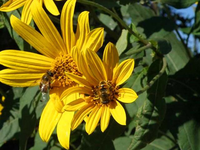 串葉松香草主要價值以及栽培技術介紹 串葉松香草主要價值以及栽培技術介紹