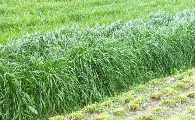 秋冬季節(jié)適合養(yǎng)殖種牧草嗎？種植什么牧草比較好？