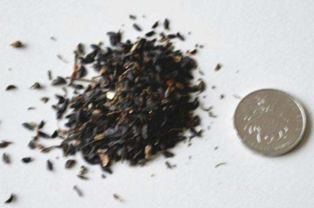 在田間小路看見的優(yōu)質(zhì)牧草-苦荬菜種植技術(shù)及品種價值 在田間小路看見的優(yōu)質(zhì)牧草-苦荬菜種植技術(shù)及品種價值