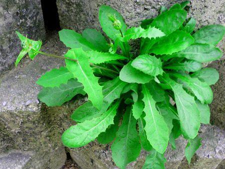 飼料牧草,苦荬菜的詳情介紹 飼料牧草,苦荬菜的詳情介紹