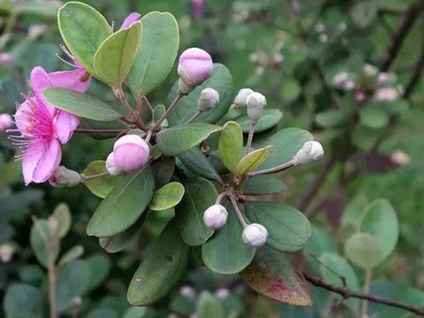 桃金娘的鑒賞與栽培養(yǎng)護(hù)